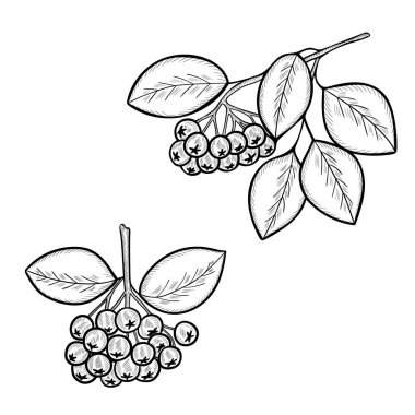 Online coloring book: Two chokeberry twigs coloring book